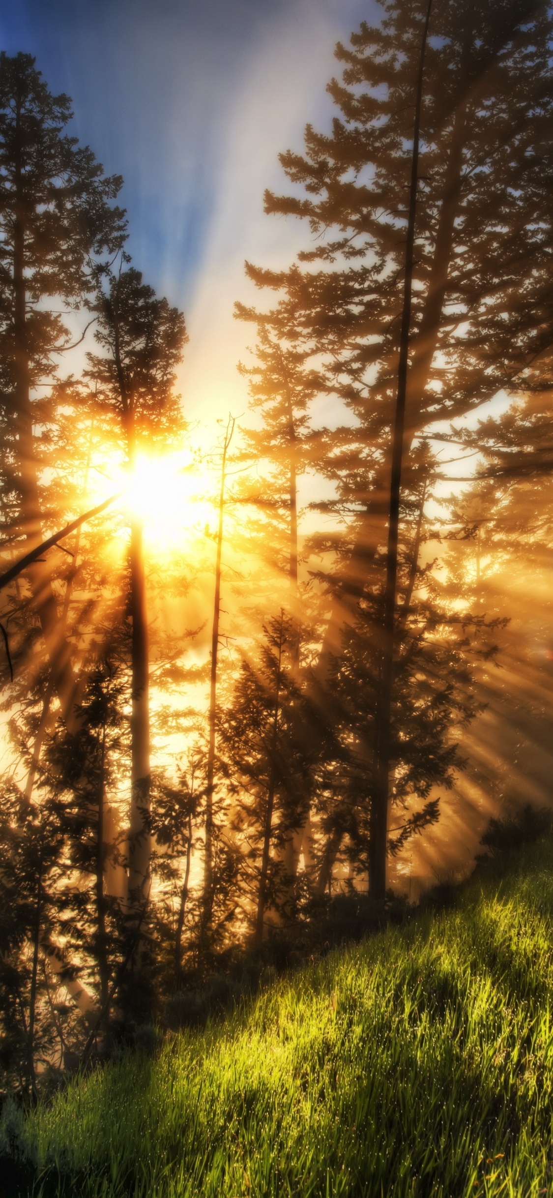 Green Grass Field During Sunrise. Wallpaper in 1125x2436 Resolution