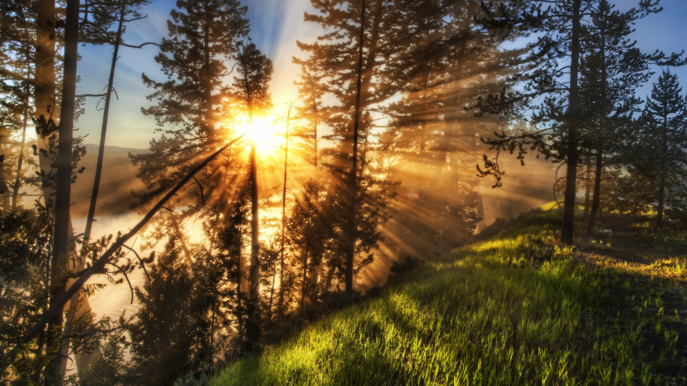 Green Grass Field During Sunrise. Wallpaper in 1366x768 Resolution