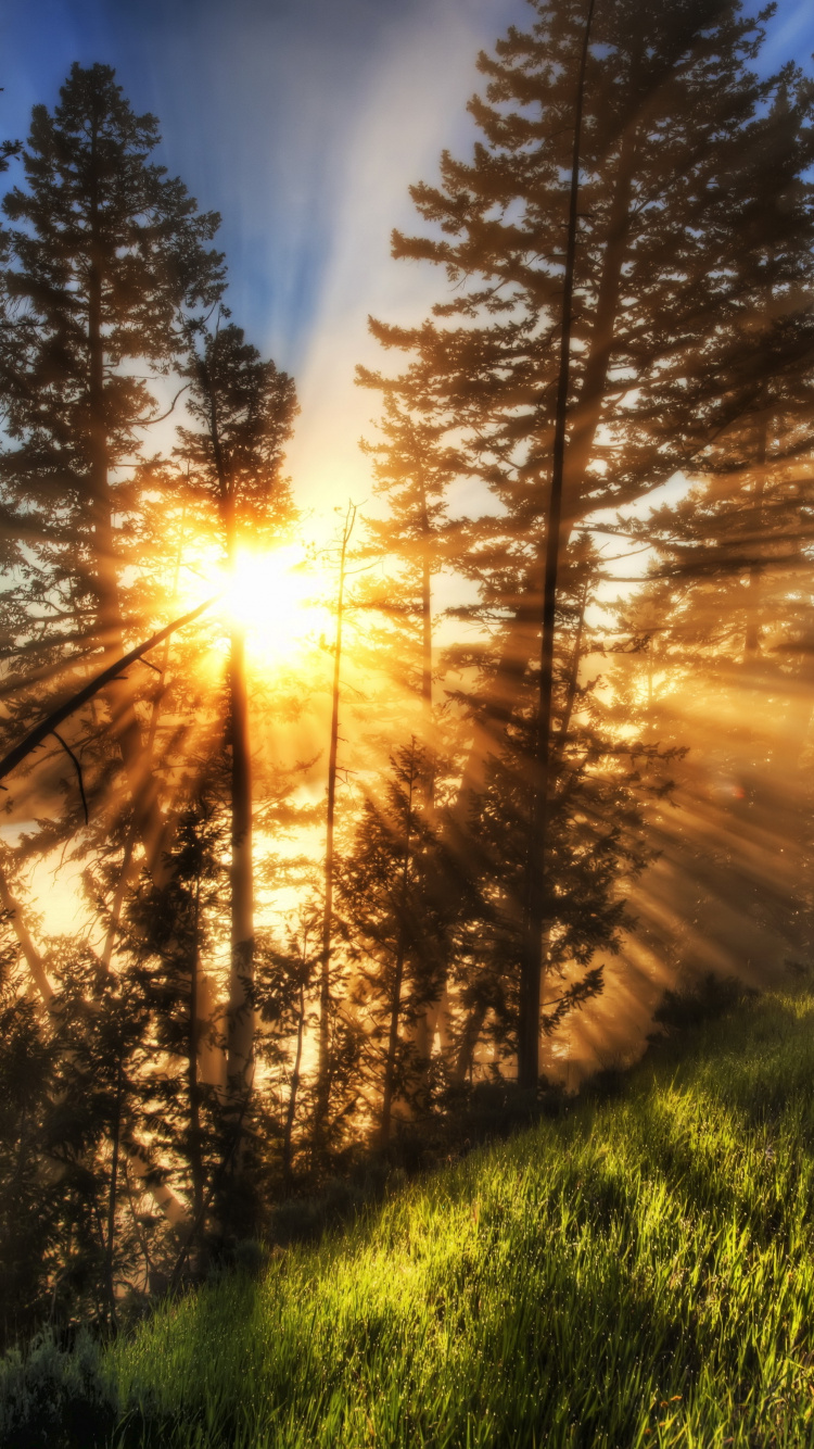 Green Grass Field During Sunrise. Wallpaper in 750x1334 Resolution