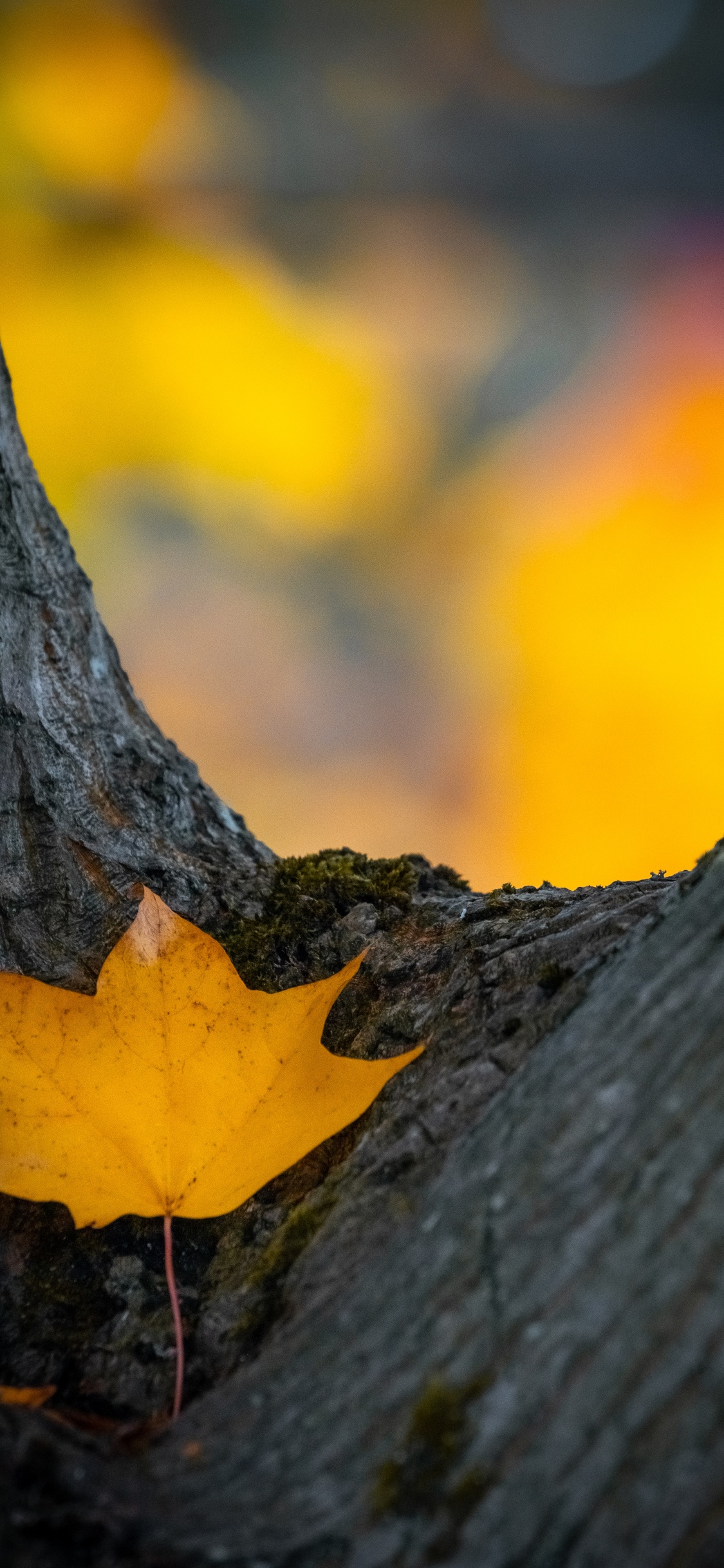 Orange, Autumn, Plant Stem, Leaf, Sky. Wallpaper in 1125x2436 Resolution