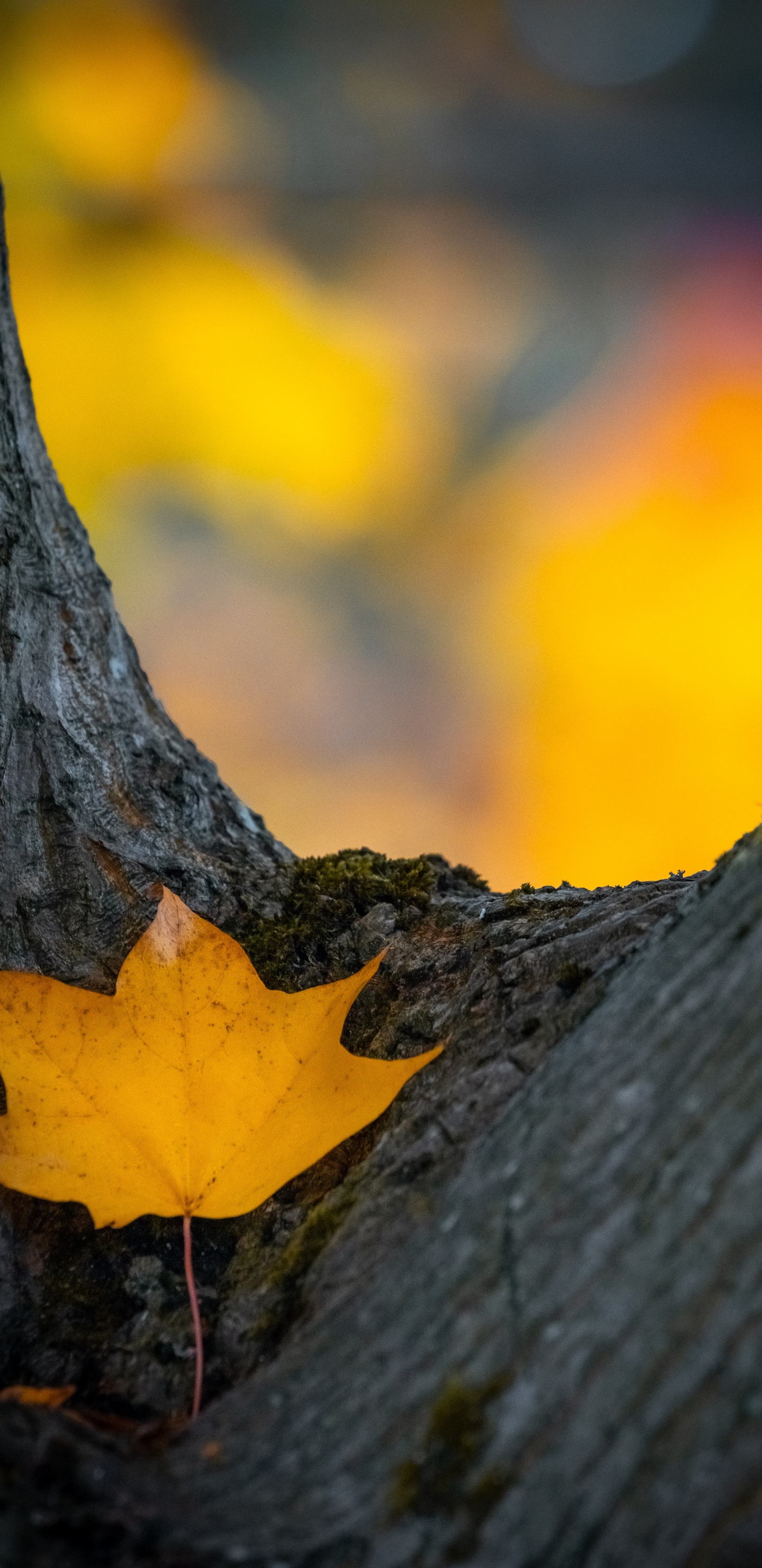 Orange, Autumn, Plant Stem, Leaf, Sky. Wallpaper in 1440x2960 Resolution