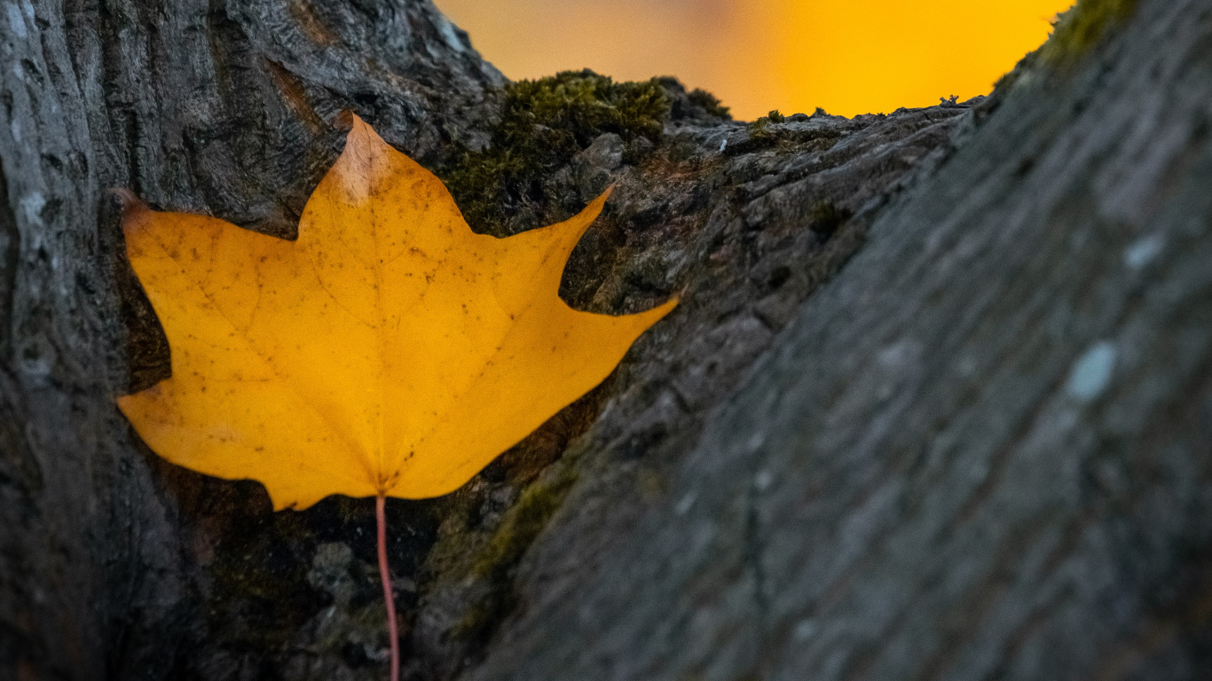 Orange, Tige de la Plante, Feuille, Ciel, la Feuille D'érable. Wallpaper in 1366x768 Resolution