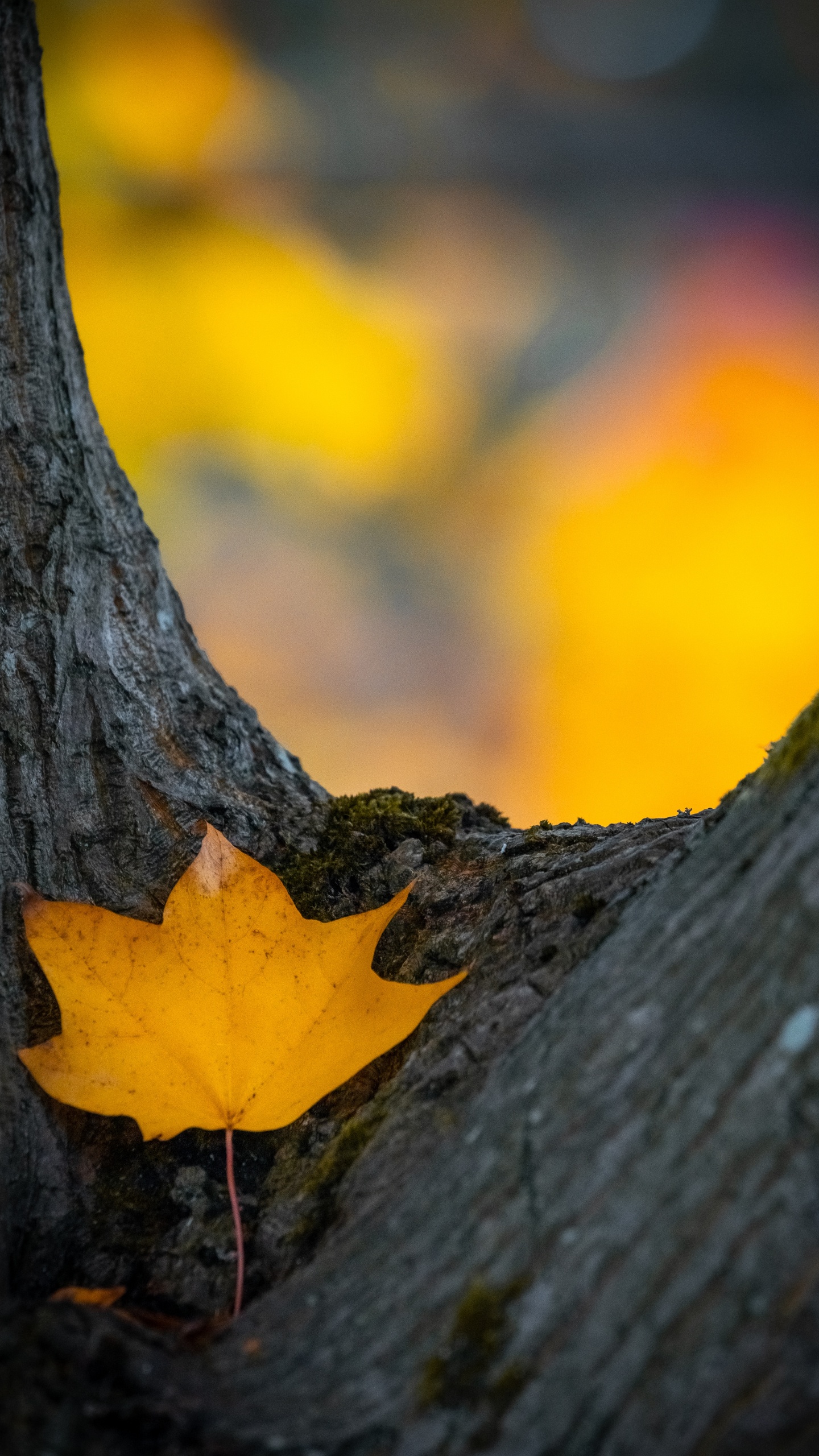 Orange, Tige de la Plante, Feuille, Ciel, la Feuille D'érable. Wallpaper in 1440x2560 Resolution