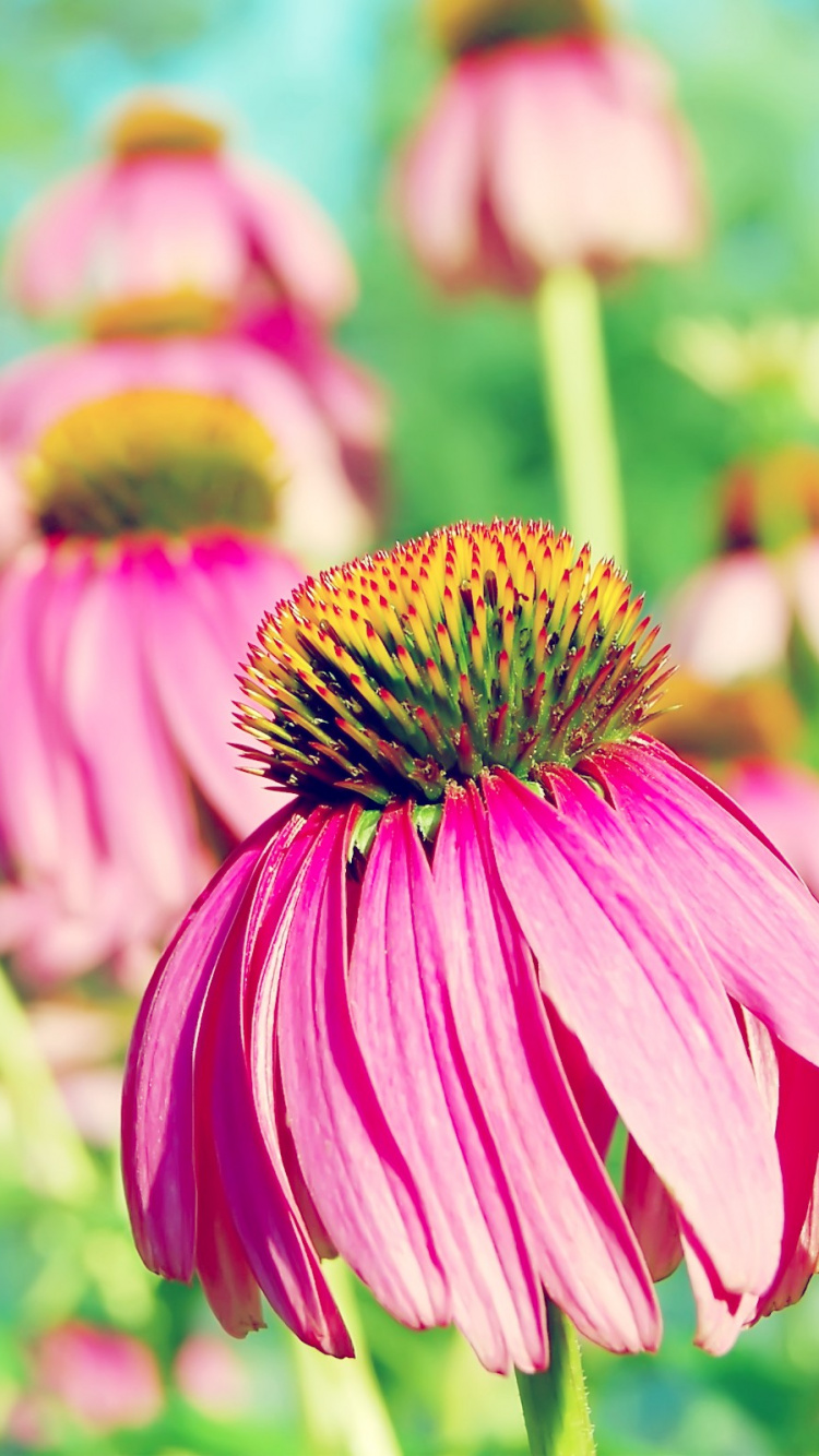 Flor Rosa y Amarilla en Lente de Cambio de Inclinación. Wallpaper in 750x1334 Resolution