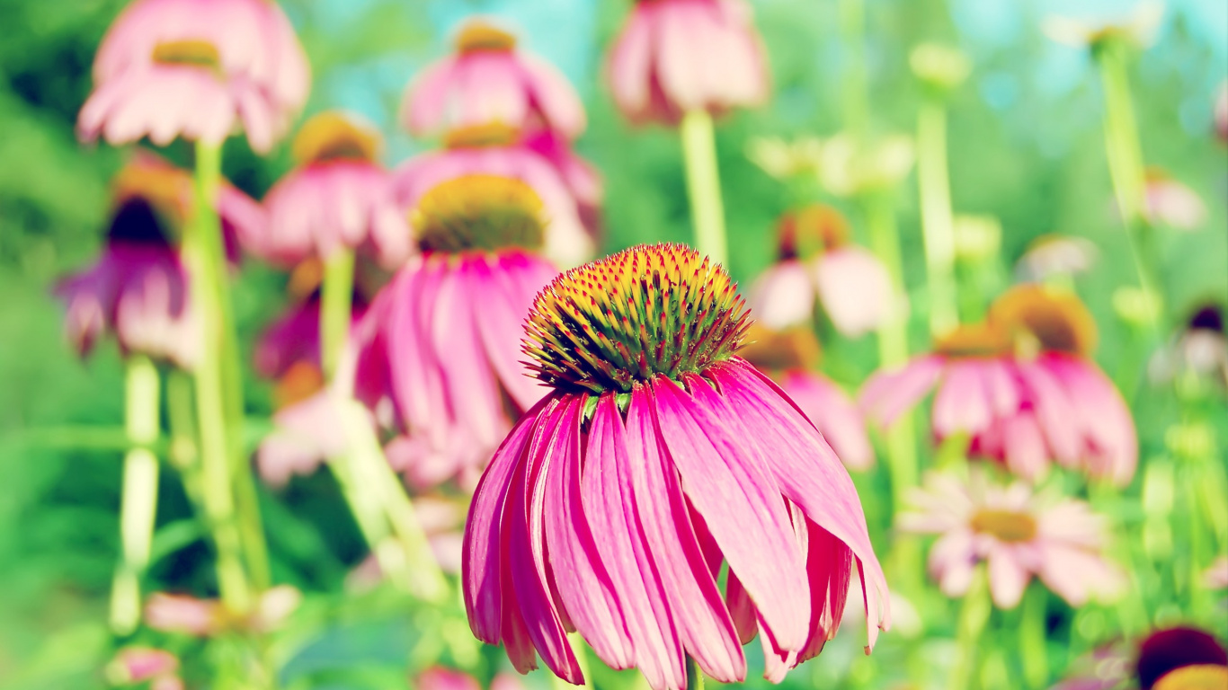 Fleur Rose et Jaune Dans L'objectif à Basculement. Wallpaper in 1366x768 Resolution