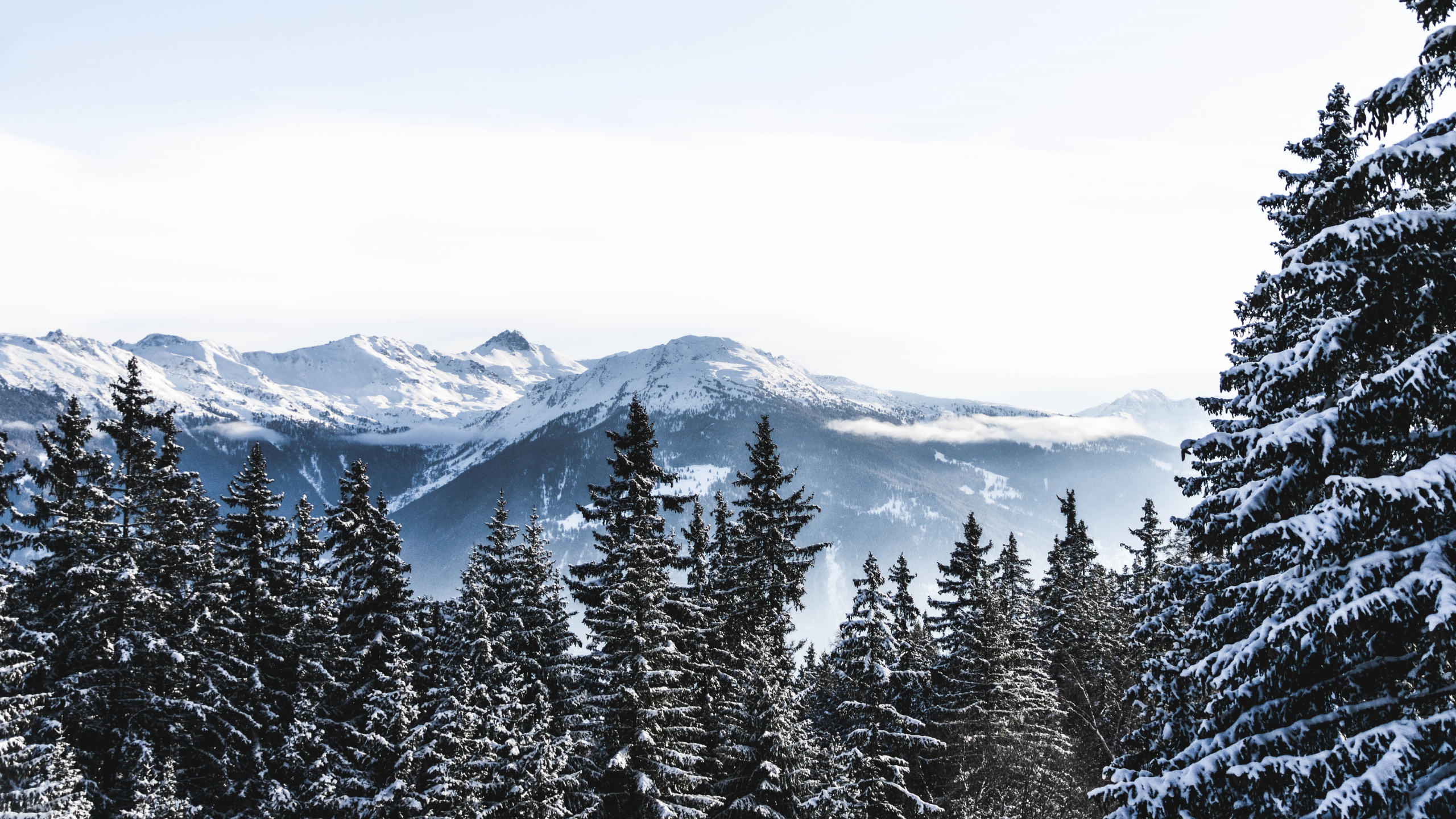 Schweiz, Schnee, Winter, Bergigen Landschaftsformen, Baum. Wallpaper in 2560x1440 Resolution