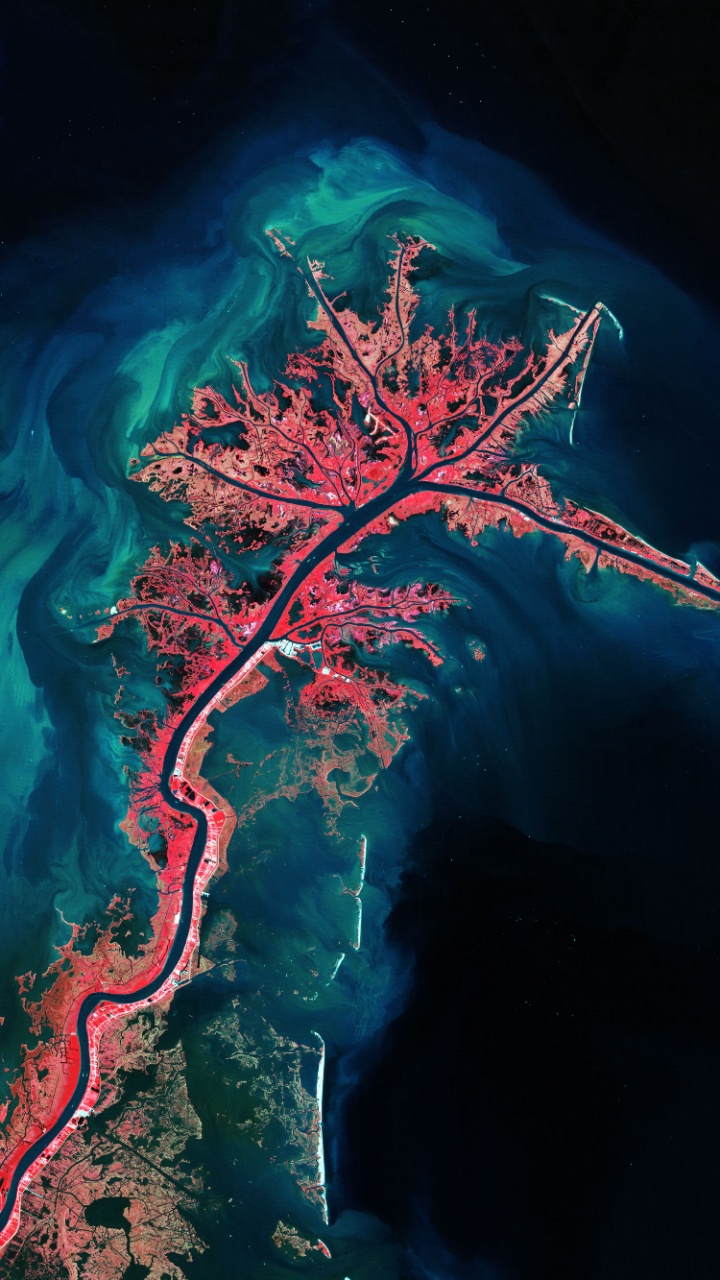 树枝, 电蓝色的, 自然景观 壁纸 720x1280 允许