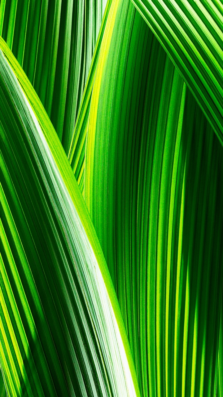 Apples, Ios, Plant, Green, Leaf. Wallpaper in 720x1280 Resolution