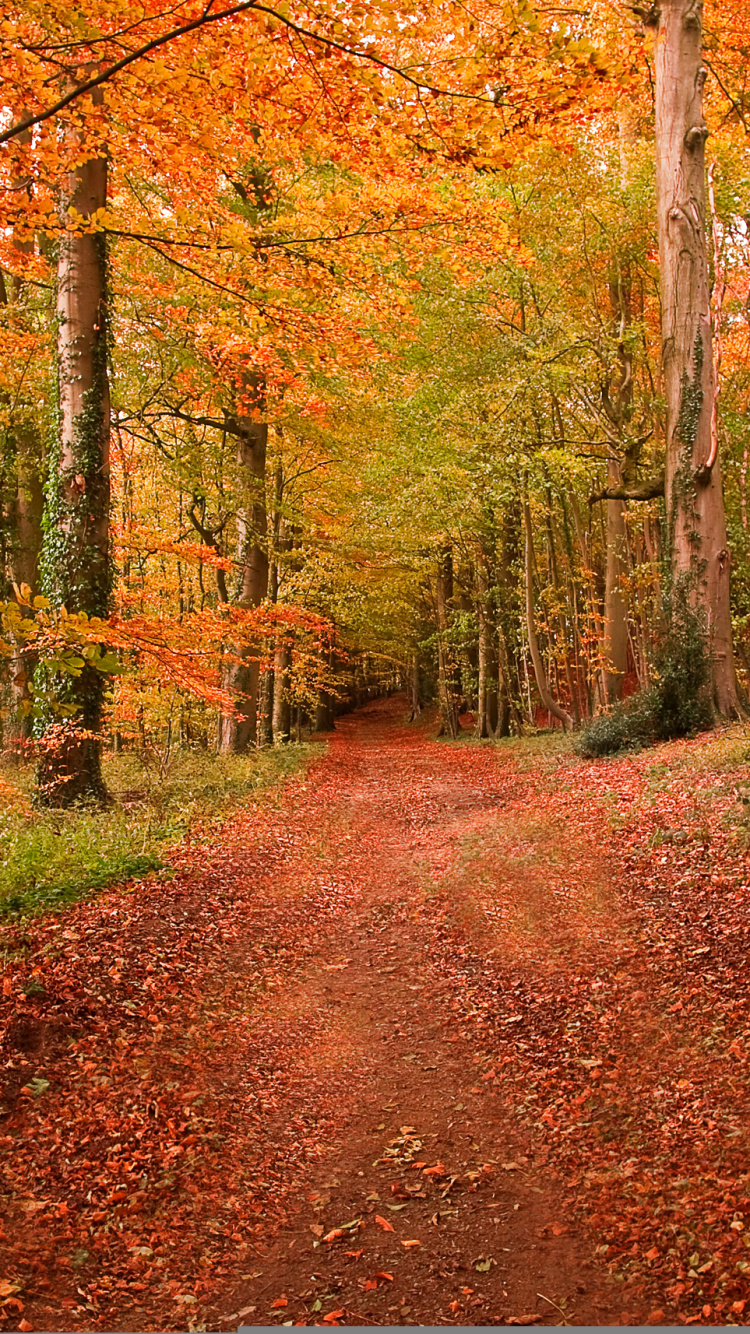 Brown Pathway Between Brown Trees During Daytime. Wallpaper in 750x1334 Resolution