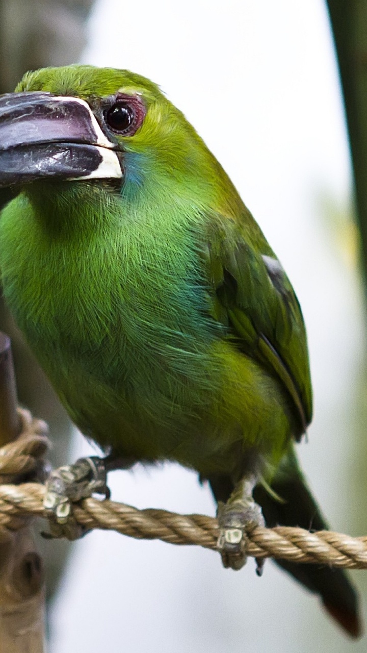Green Bird on Brown Rope. Wallpaper in 720x1280 Resolution