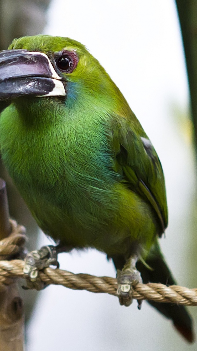 Oiseau Vert Sur Corde Marron. Wallpaper in 750x1334 Resolution