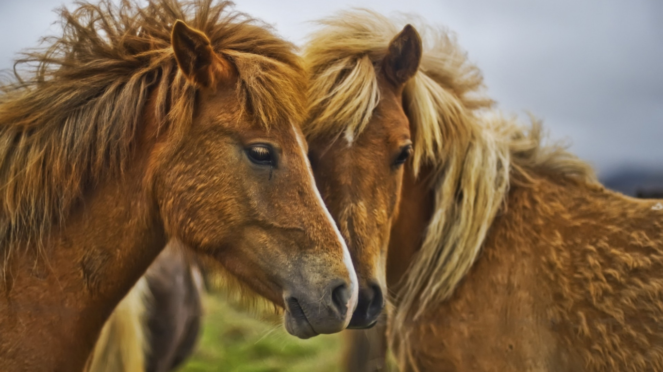 Cheval Brun Sur Terrain D'herbe Verte Pendant la Journée. Wallpaper in 1366x768 Resolution