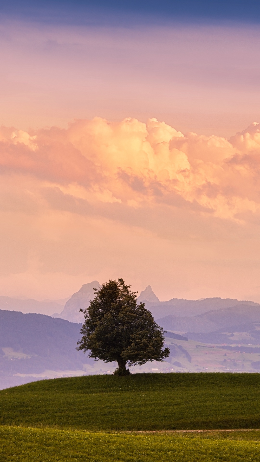Green Tree on Green Grass Field Under White Clouds and Blue Sky During Daytime. Wallpaper in 1080x1920 Resolution