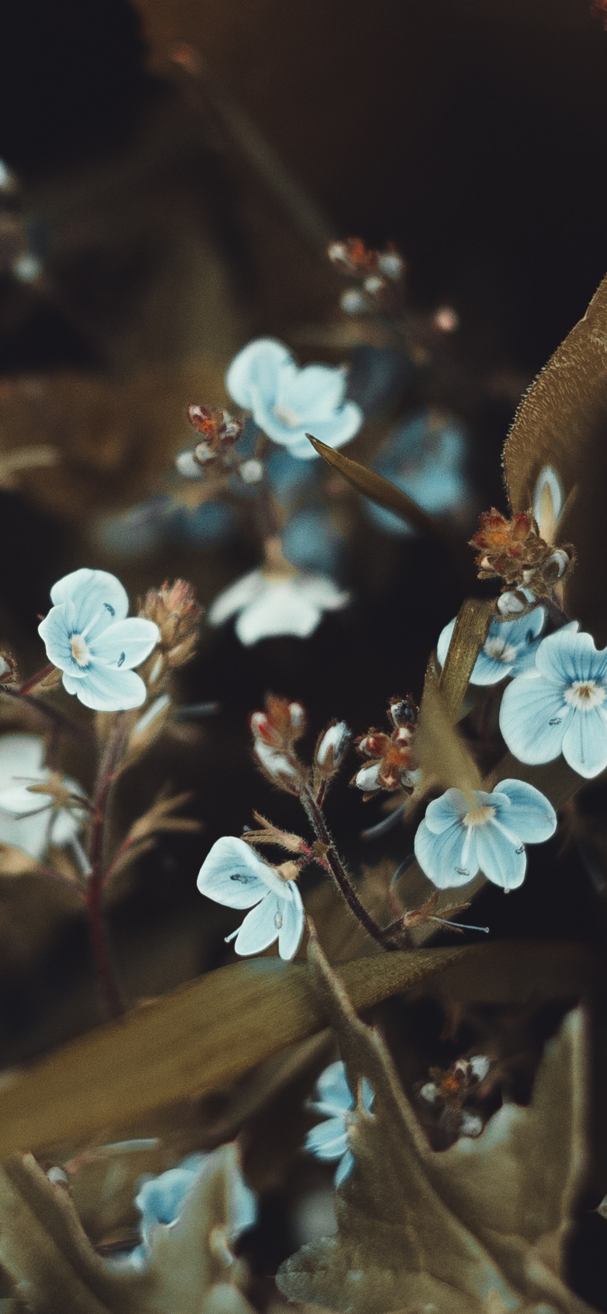 Smartphone, Flower, Leaf, Spring, Plant. Wallpaper in 1242x2688 Resolution