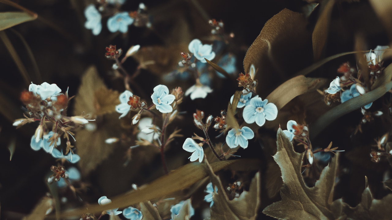 Smartphone, Feuille, Printemps, Adaptation, Couleur. Wallpaper in 1280x720 Resolution