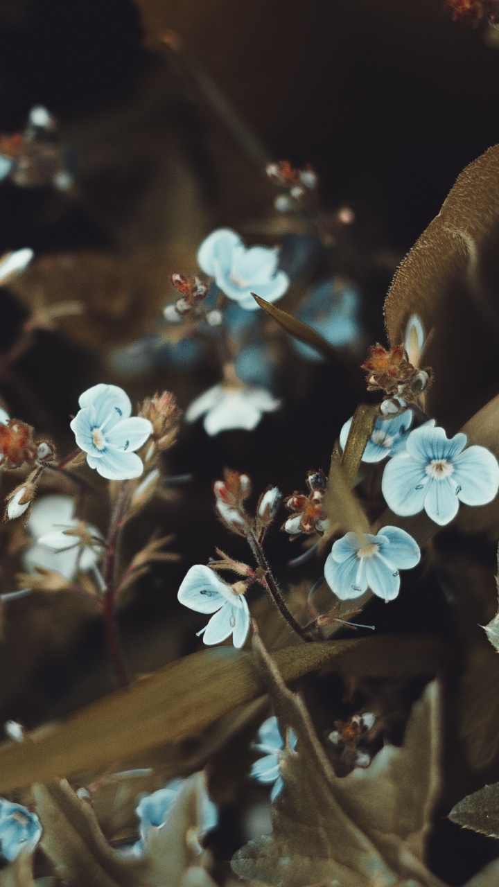 Smartphone, Feuille, Printemps, Adaptation, Couleur. Wallpaper in 720x1280 Resolution