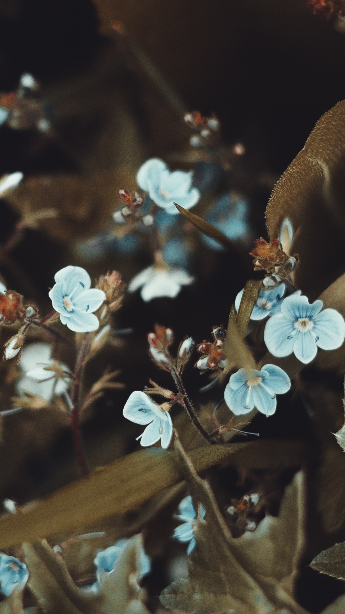 Smartphone, Primavera, Adaptación, Color, Sucursal. Wallpaper in 1440x2560 Resolution