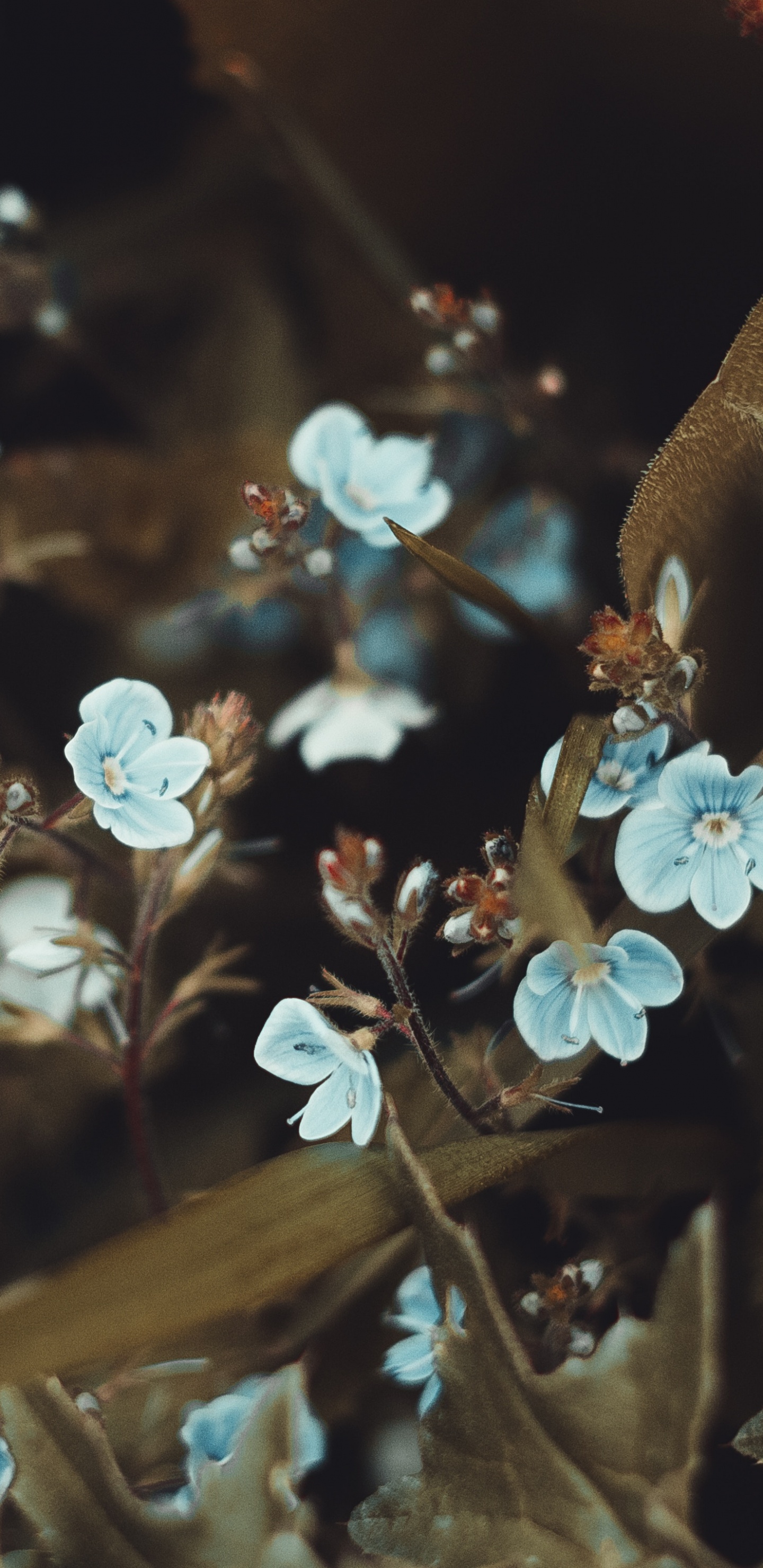 Smartphone, Primavera, Adaptación, Color, Sucursal. Wallpaper in 1440x2960 Resolution