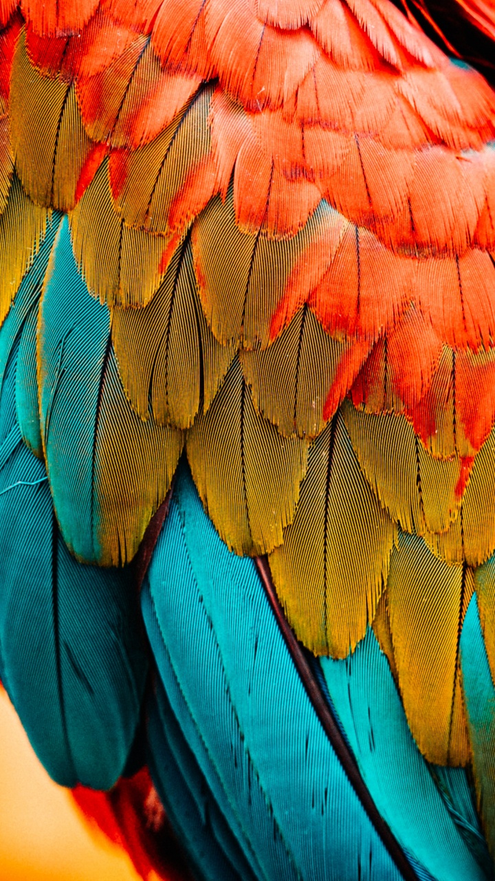 Birds, Parrots, Scarlet Macaw, Bald Eagle, Feather. Wallpaper in 720x1280 Resolution