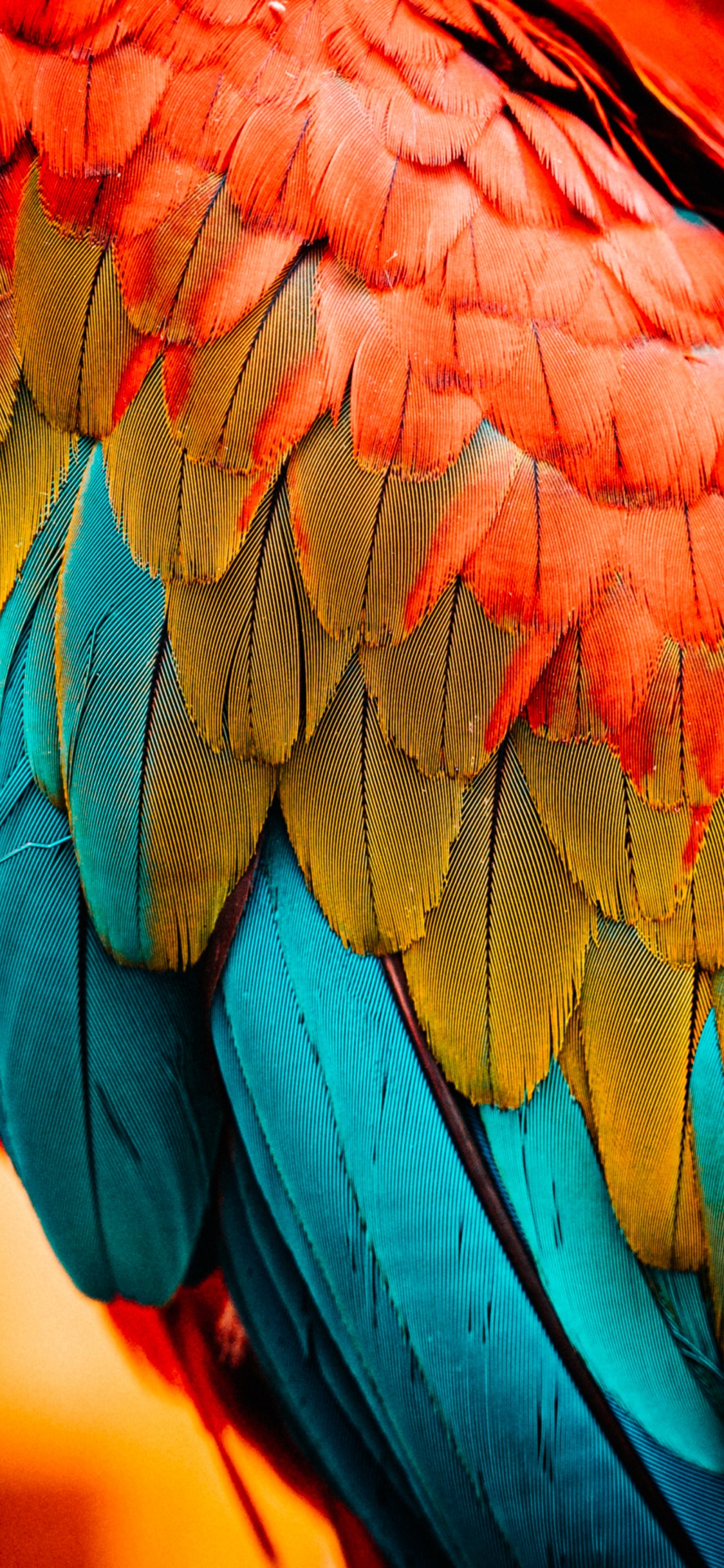 Pygargues, Plume, Ara, le Rouge et le Vert Ara, Cage. Wallpaper in 1125x2436 Resolution