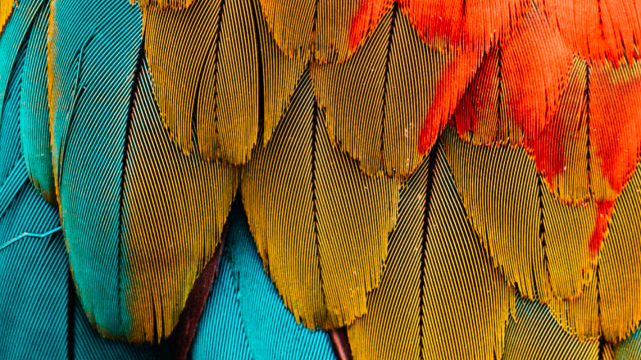 Pygargues, Plume, Ara, le Rouge et le Vert Ara, Cage. Wallpaper in 1280x720 Resolution