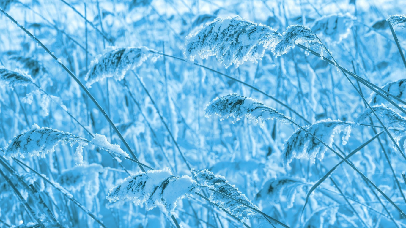 冬天, 草家庭, 草, 冻结, 天空 壁纸 1366x768 允许