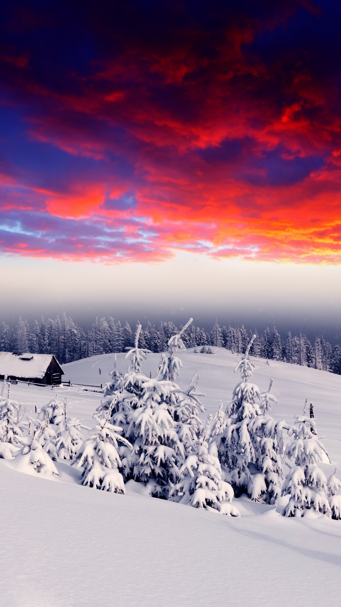 Snow Covered Field During Sunset. Wallpaper in 1440x2560 Resolution