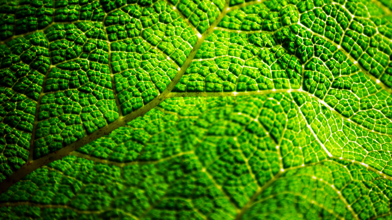 Grünes Blatt in Nahaufnahme. Wallpaper in 1366x768 Resolution