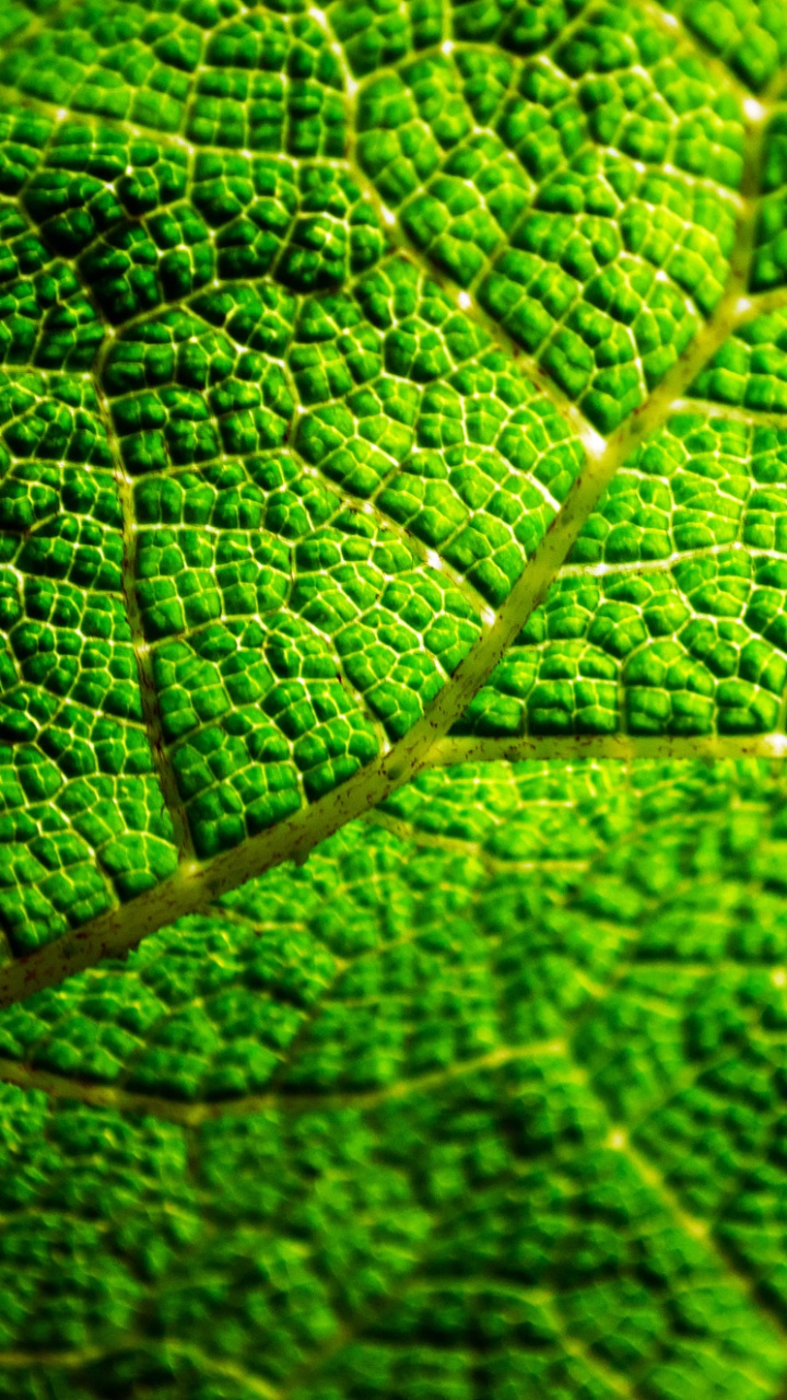 Feuille Verte en Photographie Rapprochée. Wallpaper in 720x1280 Resolution