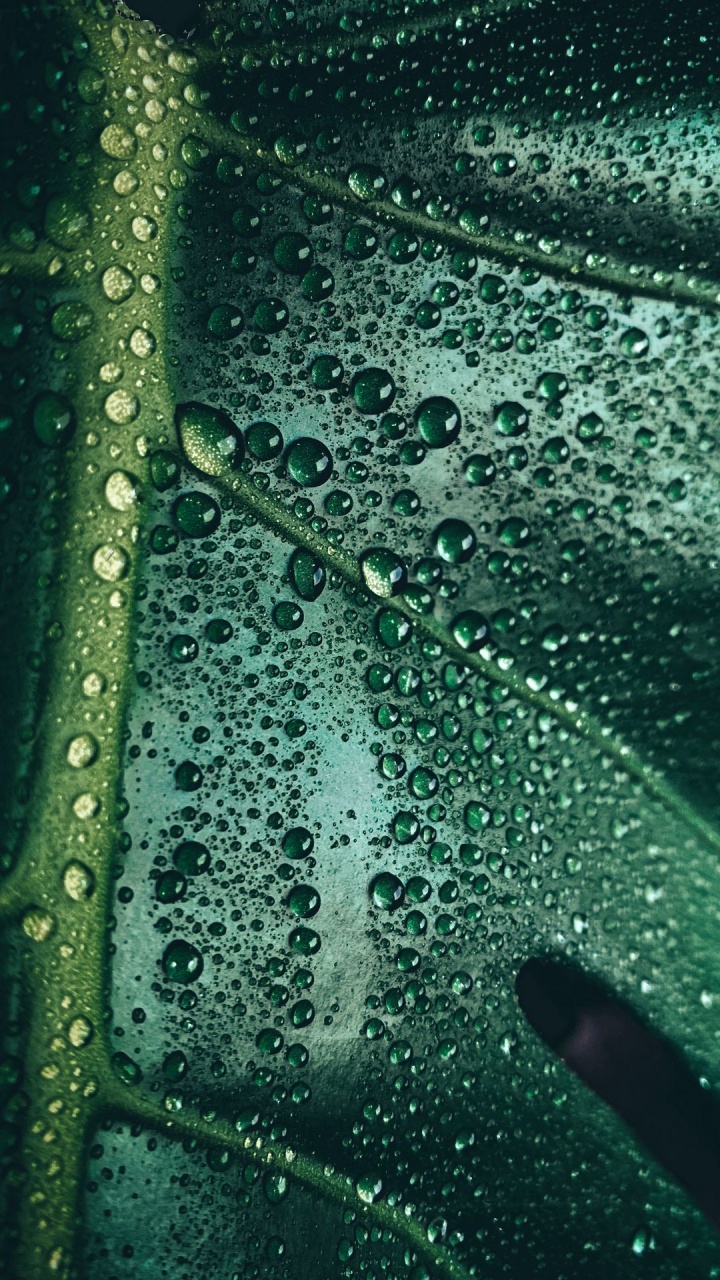 Sous-marin, Eau, Les Ressources en Eau, Biologie, Sciences. Wallpaper in 720x1280 Resolution