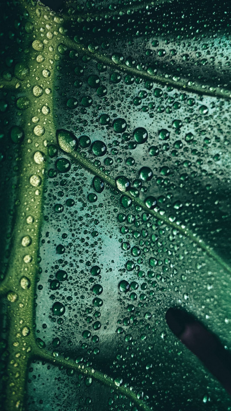 Sous-marin, Eau, Les Ressources en Eau, Biologie, Sciences. Wallpaper in 750x1334 Resolution