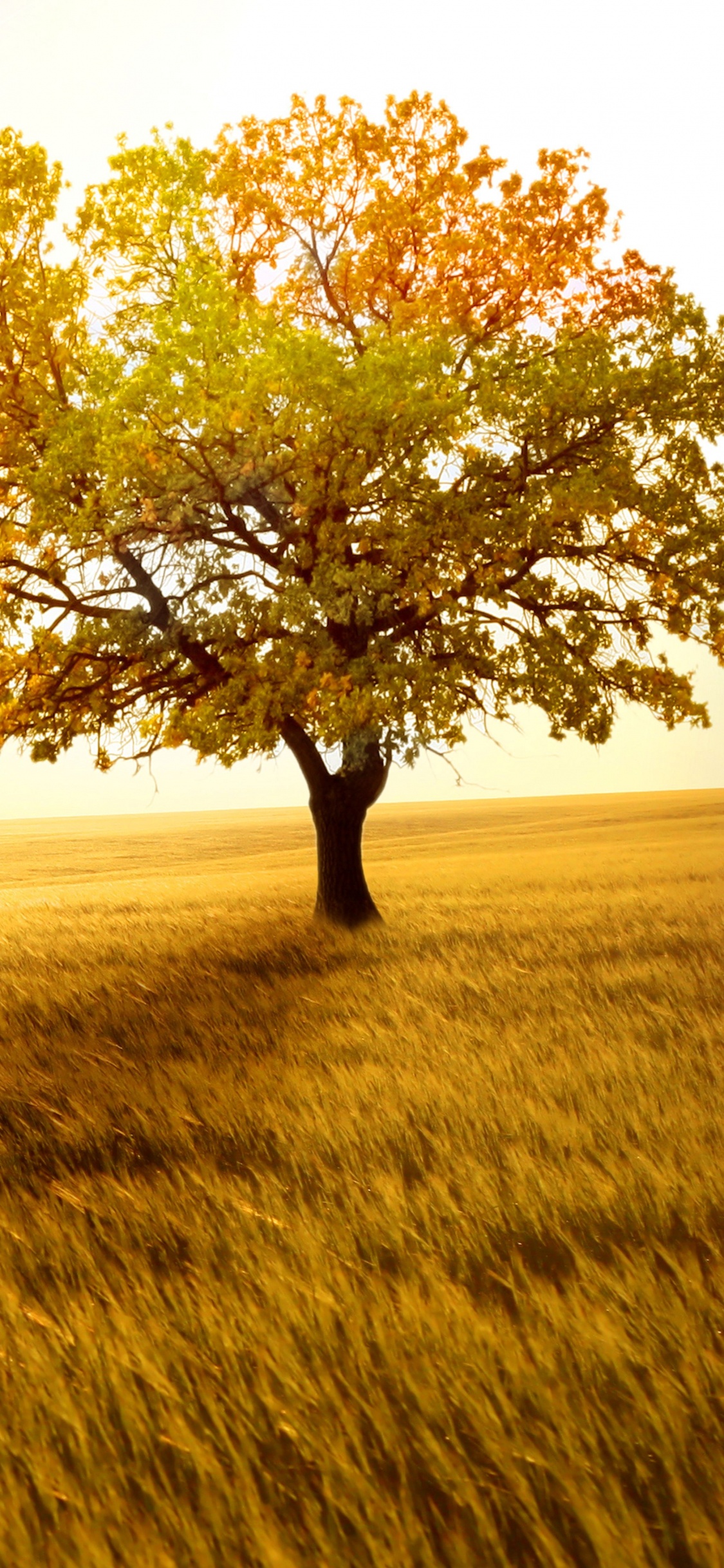 Arbre Vert Sur Terrain D'herbe Brune Pendant la Journée. Wallpaper in 1125x2436 Resolution