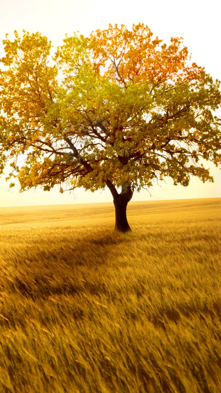 Tagsüber Grüner Baum Auf Brauner Wiese Field. Wallpaper in 720x1280 Resolution