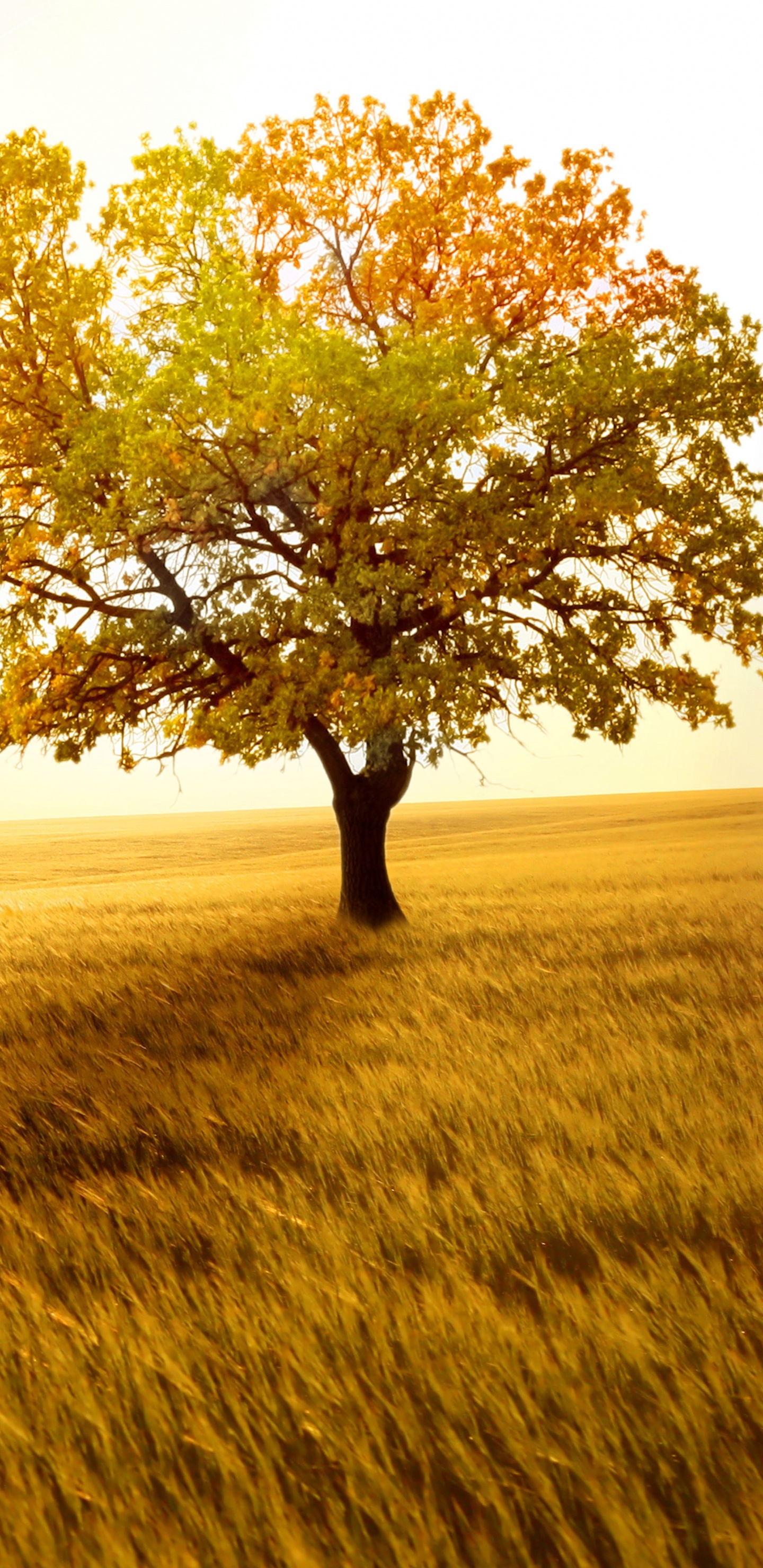 Green Tree on Brown Grass Field During Daytime. Wallpaper in 1440x2960 Resolution