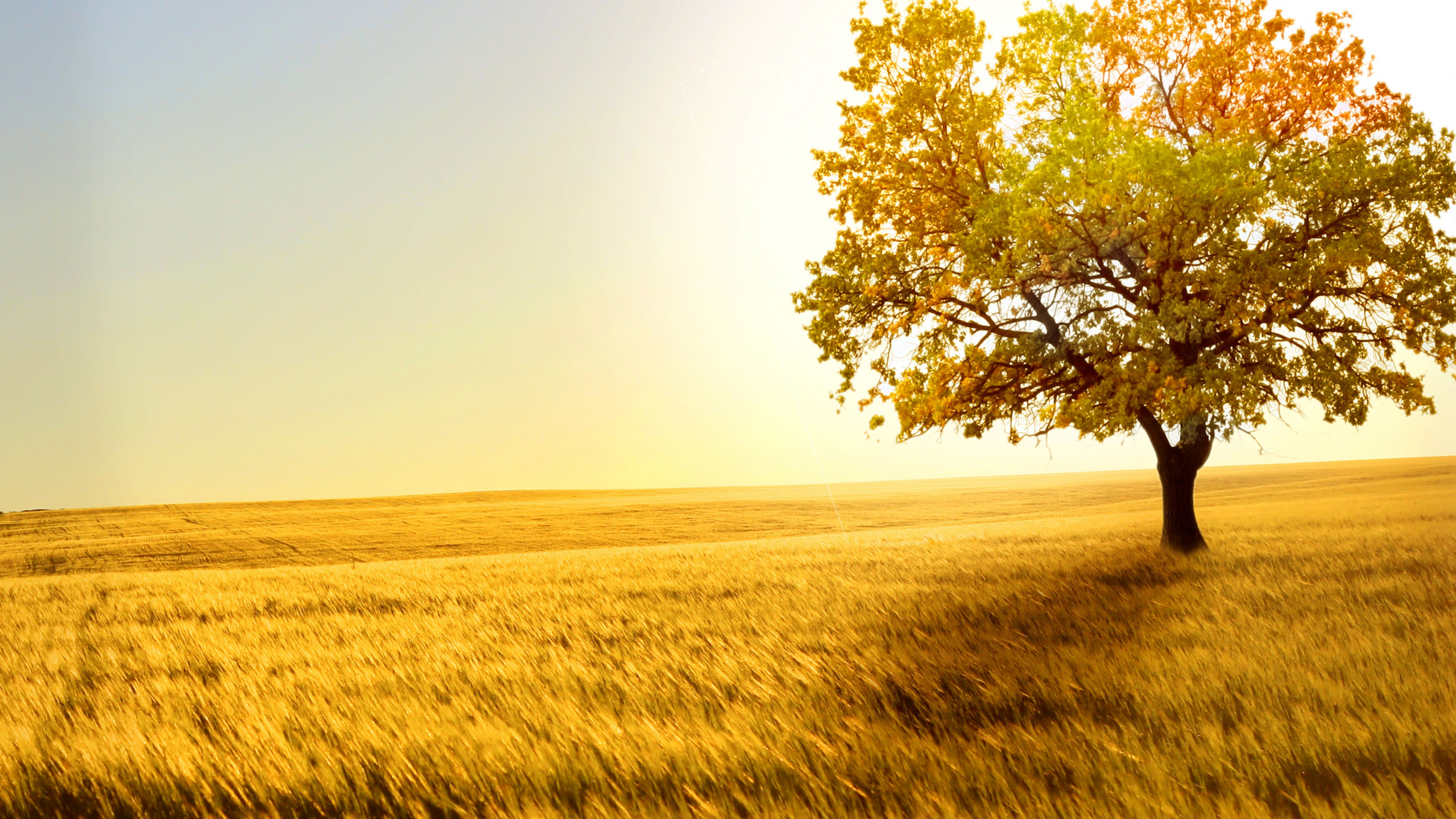 Green Tree on Brown Grass Field During Daytime. Wallpaper in 2560x1440 Resolution