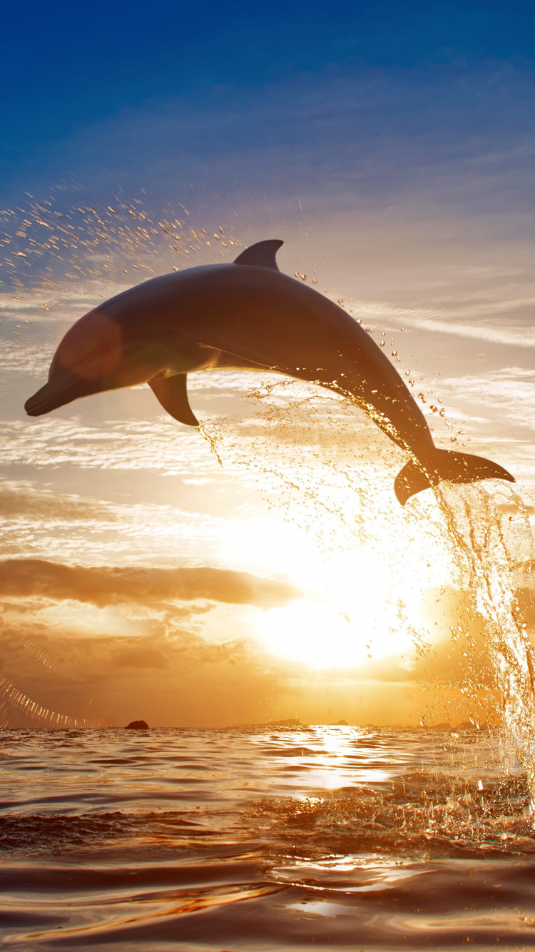 Vagues de la Mer se Brisant Sur le Rivage Pendant le Coucher du Soleil. Wallpaper in 750x1334 Resolution