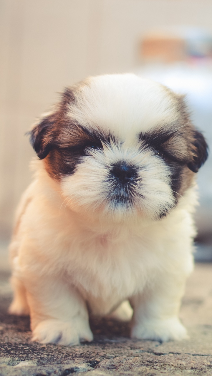Weißer Und Brauner Shih-Tzu-Welpe Auf Braunem Betonboden. Wallpaper in 720x1280 Resolution