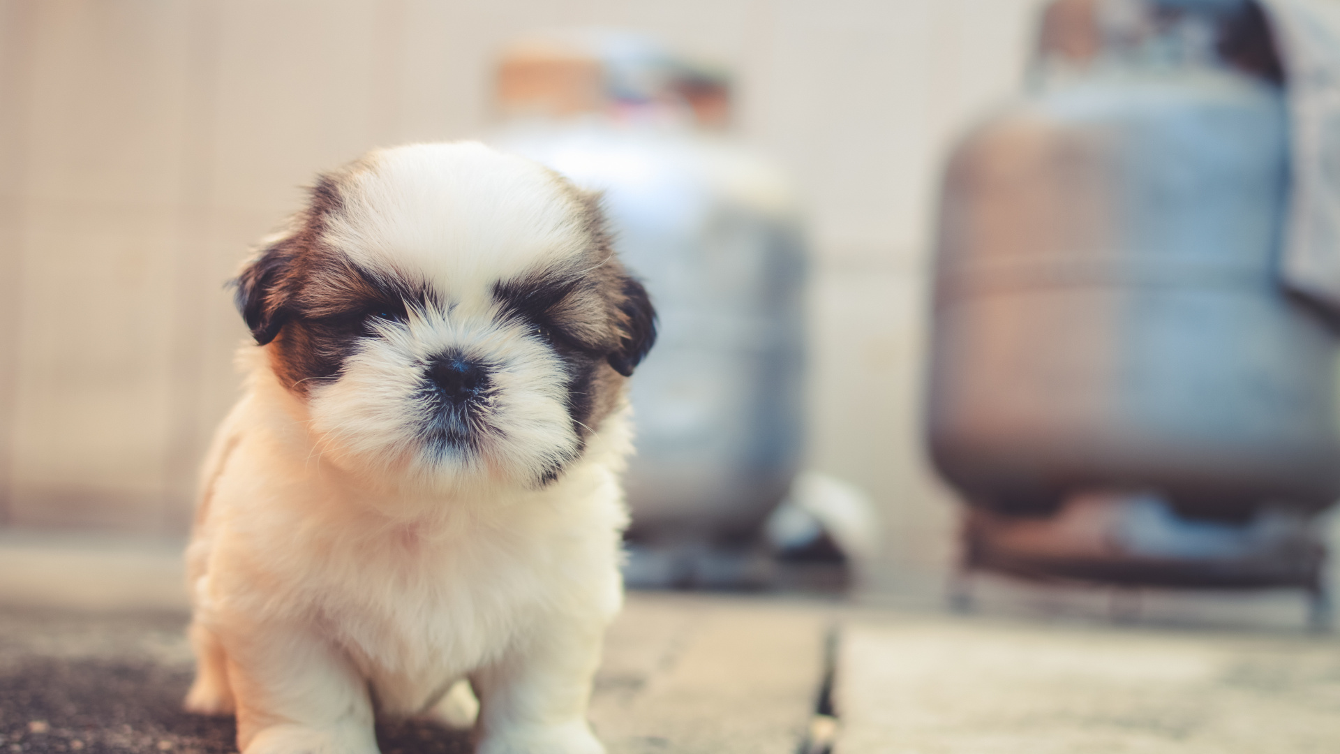 Chiot Shih Tzu Blanc et Marron Sur Sol en Béton Marron. Wallpaper in 1920x1080 Resolution