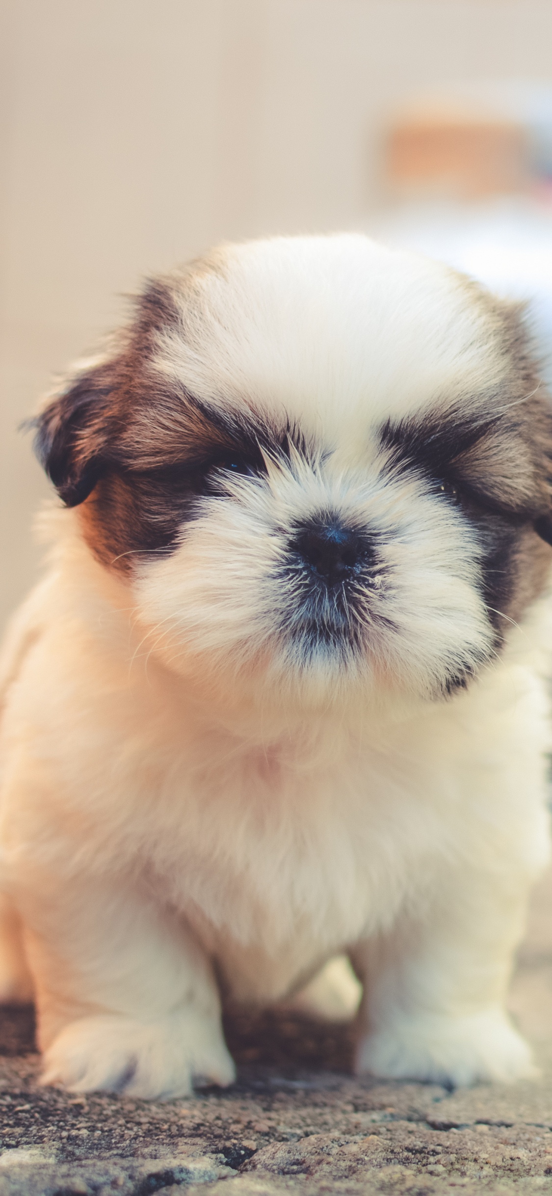 Cachorro Shih Tzu Blanco y Marrón Sobre Suelo de Cemento Marrón. Wallpaper in 1125x2436 Resolution