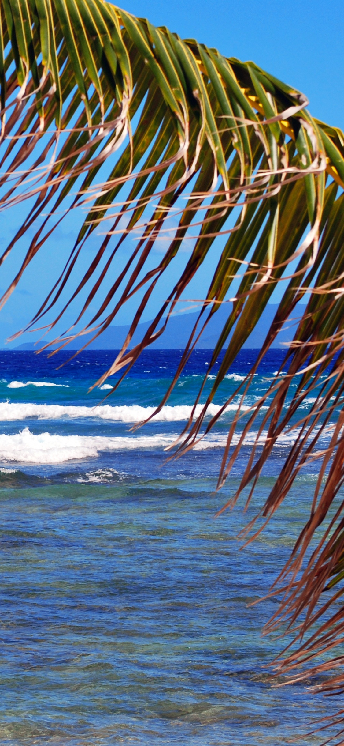 Green Palm Tree Near Sea During Daytime. Wallpaper in 1125x2436 Resolution