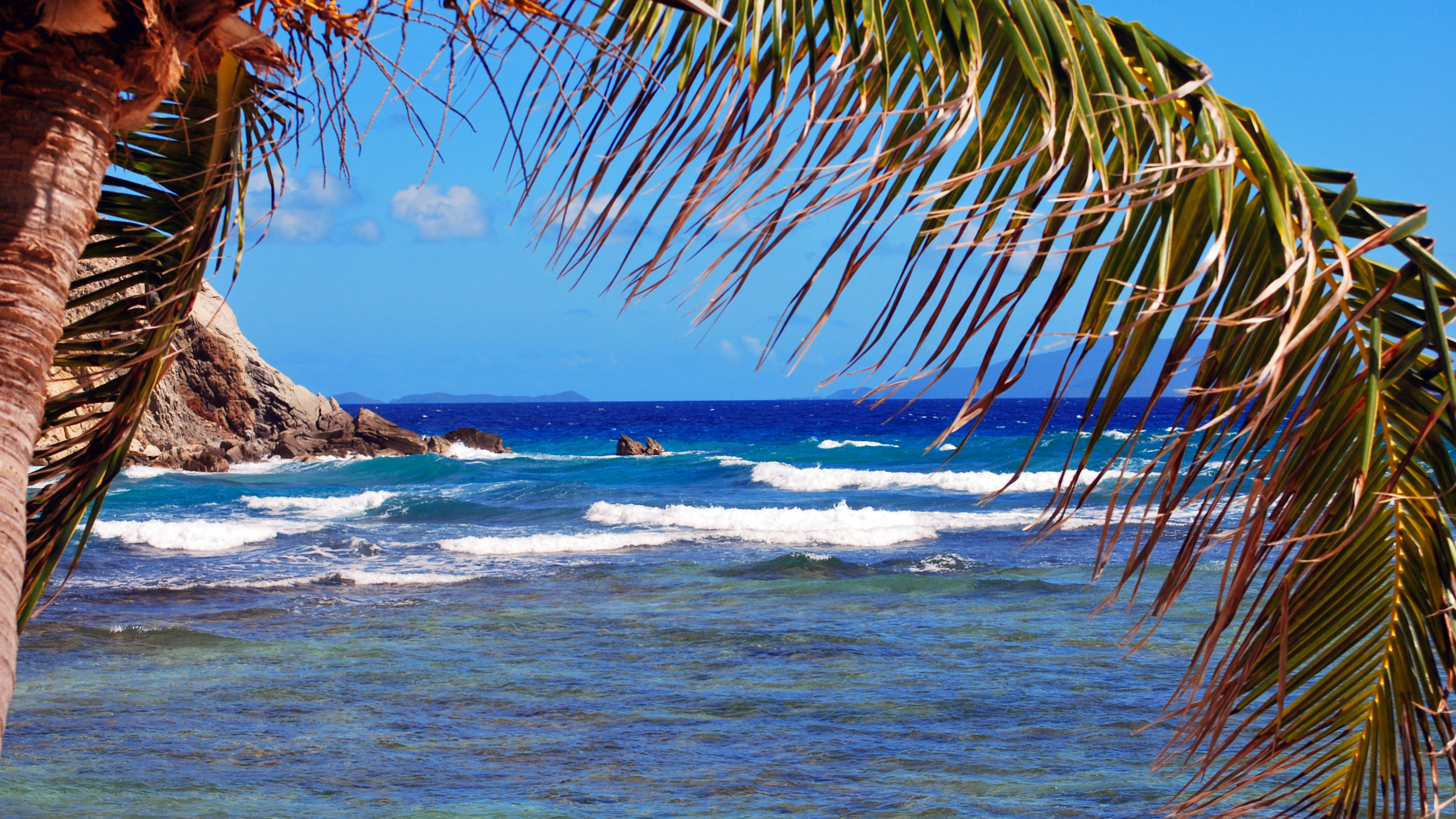 Green Palm Tree Near Sea During Daytime. Wallpaper in 2560x1440 Resolution