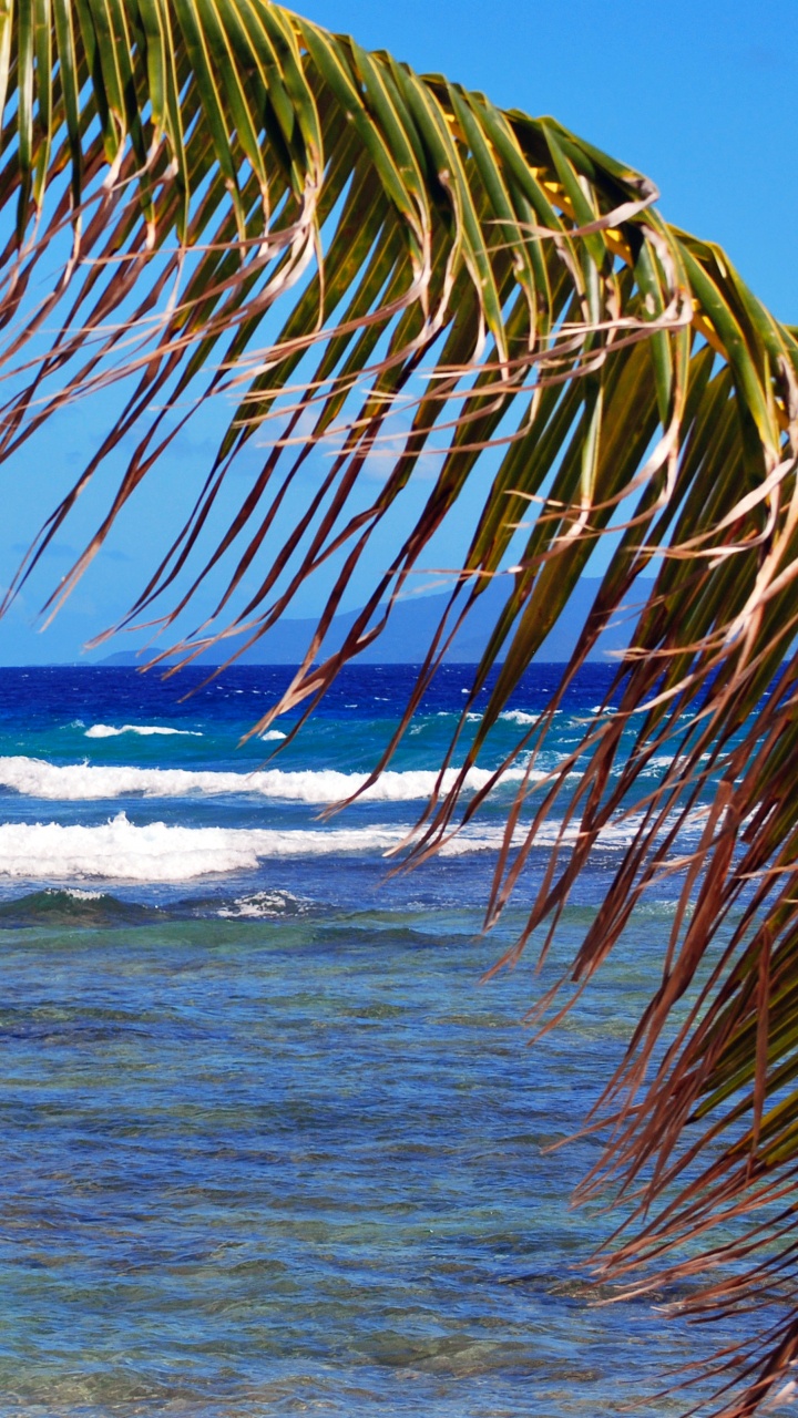 Green Palm Tree Near Sea During Daytime. Wallpaper in 720x1280 Resolution