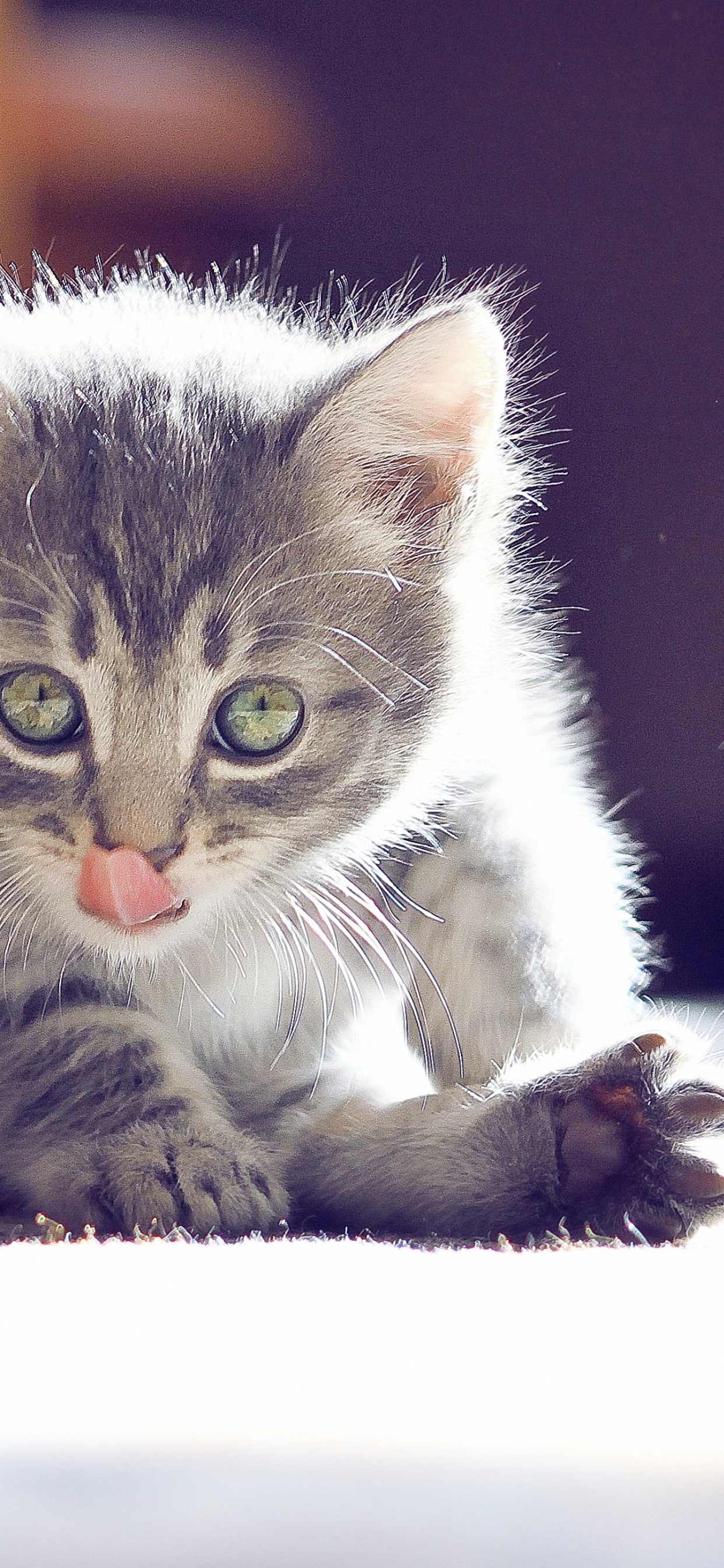 Weiße Und Graue Getigerte Katze Liegt Auf Weißem Boden. Wallpaper in 1242x2688 Resolution