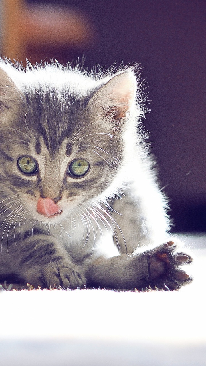 White and Grey Tabby Cat Lying on White Floor. Wallpaper in 720x1280 Resolution