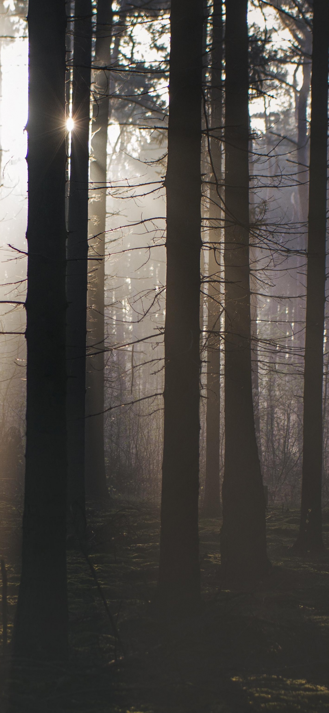 Arbres Bruns Avec Des Rayons de Soleil. Wallpaper in 1125x2436 Resolution