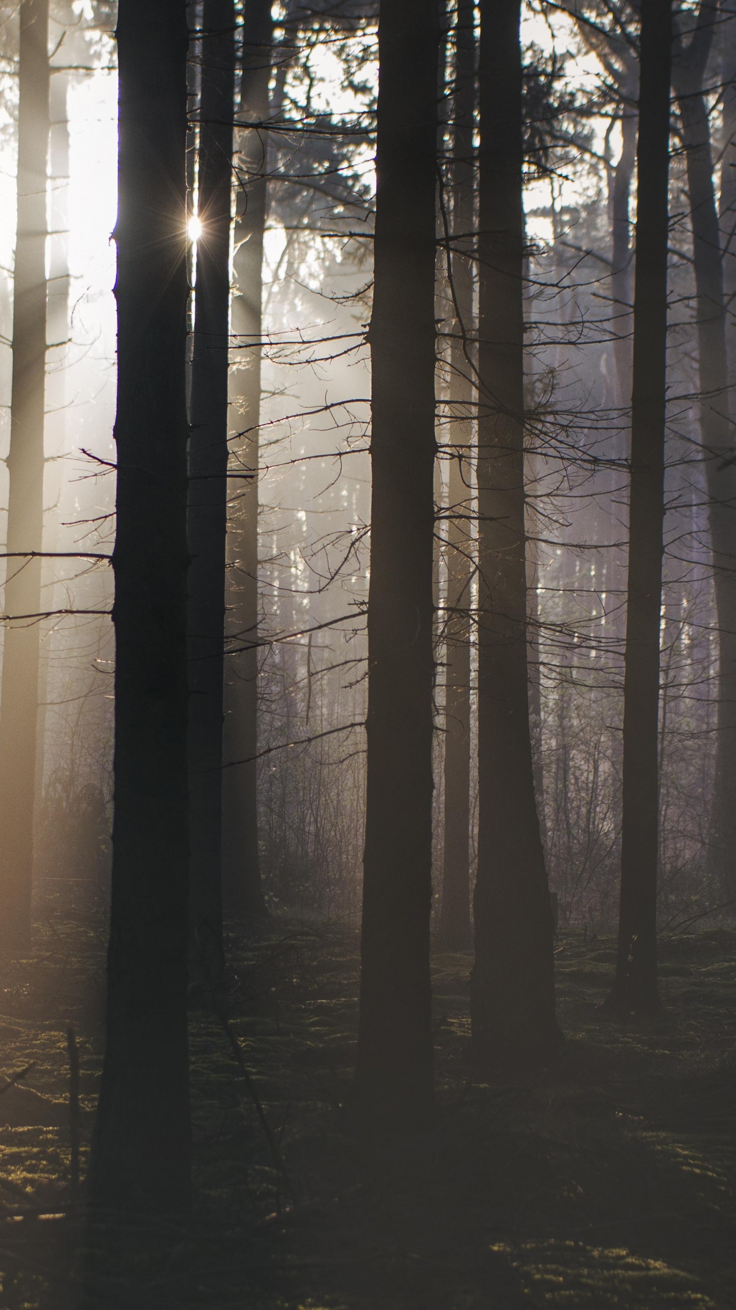 Arbres Bruns Avec Des Rayons de Soleil. Wallpaper in 1440x2560 Resolution