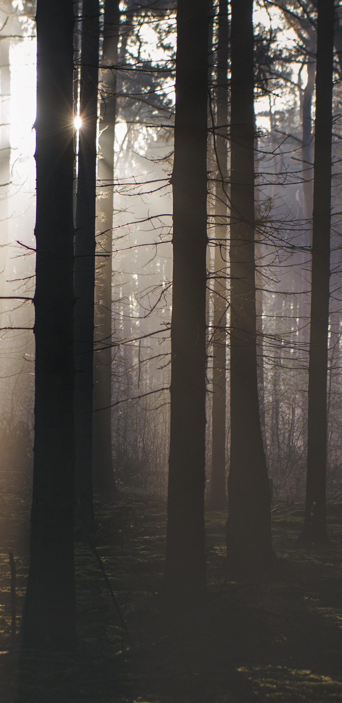 Arbres Bruns Avec Des Rayons de Soleil. Wallpaper in 1440x2960 Resolution