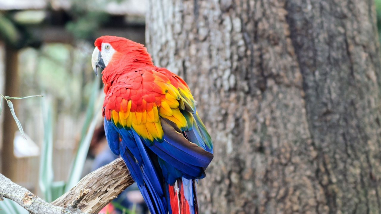 Red Yellow Blue and Green Parrot on Brown Tree Branch. Wallpaper in 1280x720 Resolution