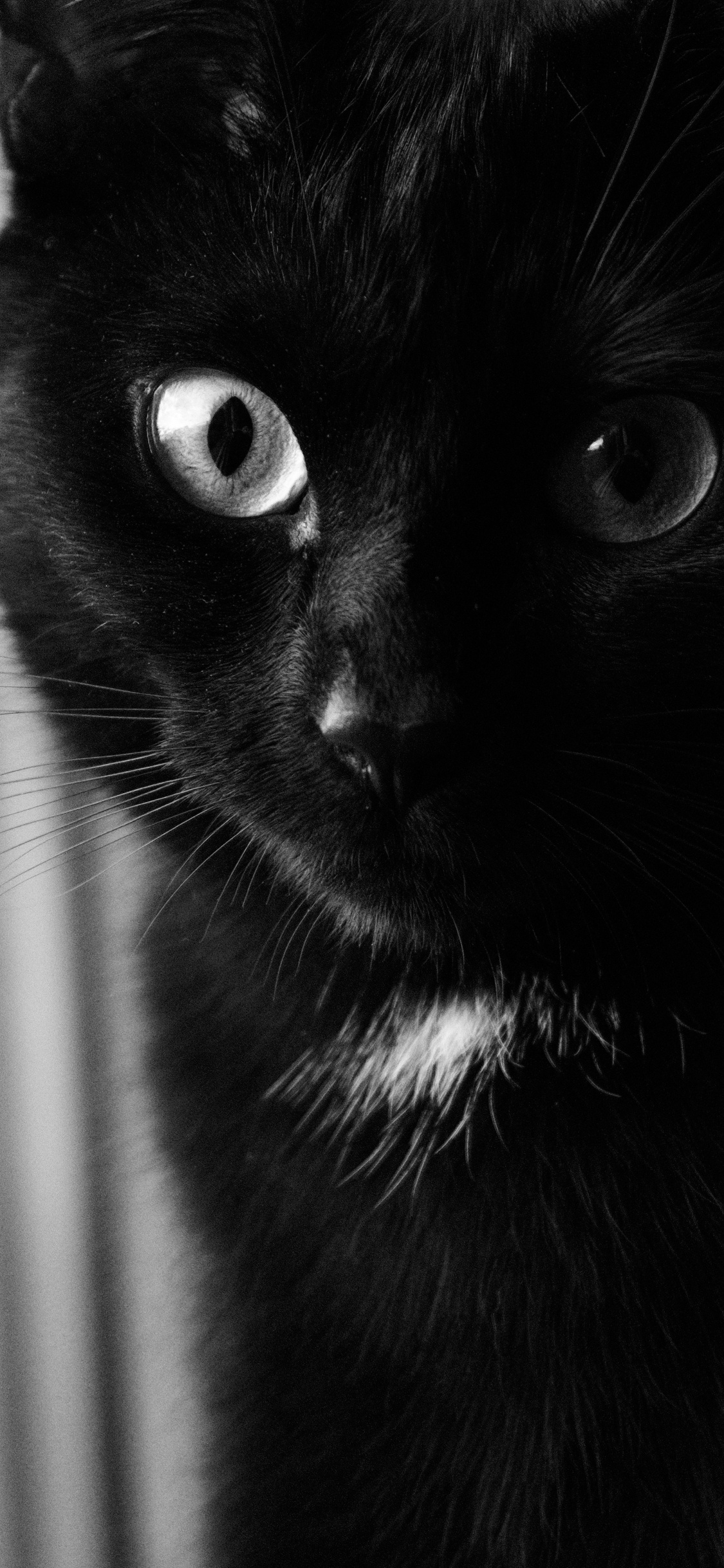 Black Cat in Grayscale Photography. Wallpaper in 1125x2436 Resolution