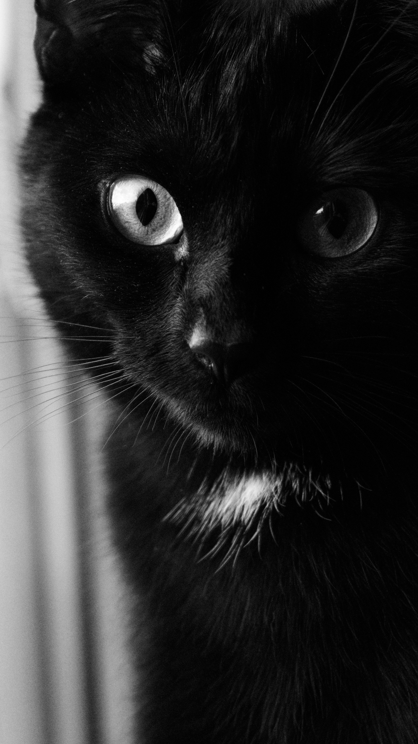 Black Cat in Grayscale Photography. Wallpaper in 1440x2560 Resolution